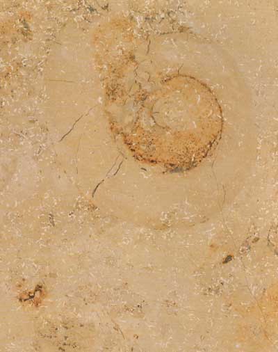 Jura Gelb